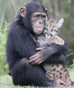 monkey-loves-cat1